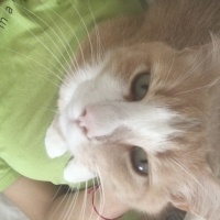 Tekir Kedi, Kedi  Sütlaç fotoğrafı