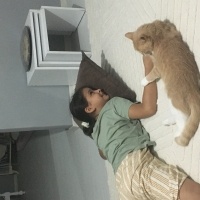 Tekir Kedi, Kedi  Sütlaç fotoğrafı