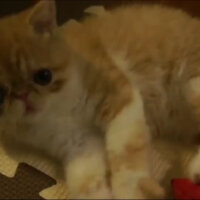 Exotic Shorthair, Kedi  Dingil fotoğrafı