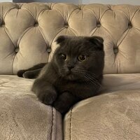 Scottish Fold, Kedi  cafer fotoğrafı