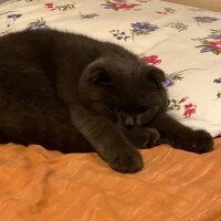 Scottish Fold, Kedi  cafer fotoğrafı