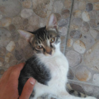 Tekir Kedi, Kedi  Maya - Pırpır - Huysuz Adlı Yavru Kediler fotoğrafı