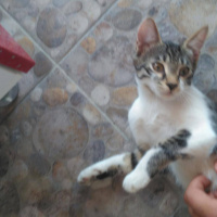 Tekir Kedi, Kedi  Maya - Pırpır - Huysuz Adlı Yavru Kediler fotoğrafı