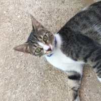 Ankara Kedisi, Kedi  Arya fotoğrafı