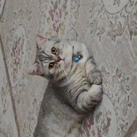 British Shorthair, Kedi  Balım fotoğrafı