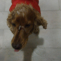 İngiliz Cocker Spaniel, Köpek  Shagy fotoğrafı