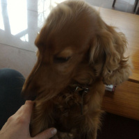 İngiliz Cocker Spaniel, Köpek  Shagy fotoğrafı