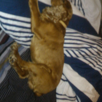 İngiliz Cocker Spaniel, Köpek  Shagy fotoğrafı