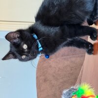 British Shorthair, Kedi  British kara boncuk fotoğrafı