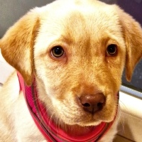 Labrador Retriever, Köpek  Bella fotoğrafı