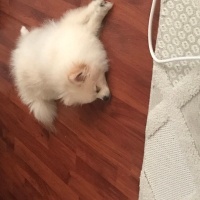 Pomeranyalı, Köpek  RİO fotoğrafı