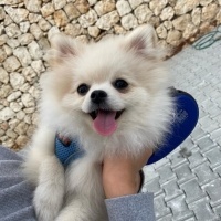 Pomeranyalı, Köpek  RİO fotoğrafı
