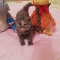 İran Kedisi (Persian), Kedi  Miya fotoğrafı