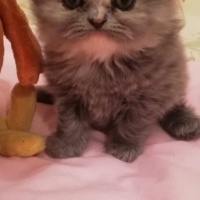 İran Kedisi (Persian), Kedi  Miya fotoğrafı