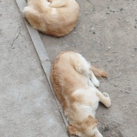 Golden Retriever, Köpek  Elsa ve Bella fotoğrafı