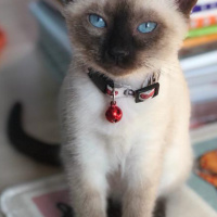 Siyam Kedisi, Kedi  Lenore fotoğrafı