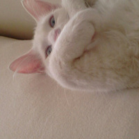 Van Kedisi, Kedi  Kivi fotoğrafı