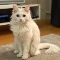 Van Kedisi, Kedi  Kivi fotoğrafı
