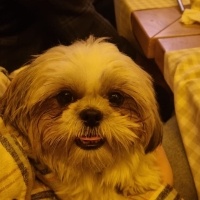 Shih Tzu, Köpek  Peri fotoğrafı