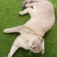 Scottish Fold, Kedi  Zac fotoğrafı