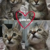 Tekir Kedi, Kedi  ŞANS fotoğrafı
