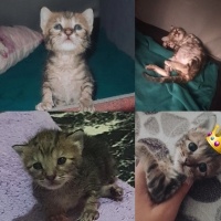 Tekir Kedi, Kedi  ŞANS fotoğrafı