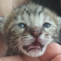 Tekir Kedi, Kedi  ŞANS fotoğrafı