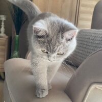 Scottish Fold, Kedi  Çakıl fotoğrafı