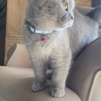 Scottish Fold, Kedi  Çakıl fotoğrafı