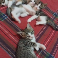 Tekir Kedi, Kedi  Tekir fotoğrafı