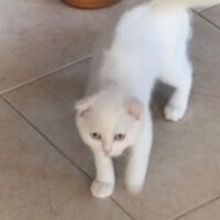 Scottish Fold, Kedi  Maviş fotoğrafı