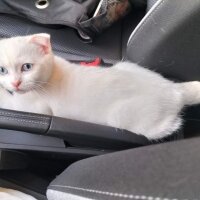 Scottish Fold, Kedi  Maviş fotoğrafı