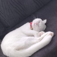 Scottish Fold, Kedi  Maviş fotoğrafı