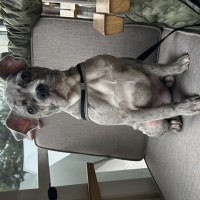 Fransız Bulldog, Köpek  Dobby fotoğrafı