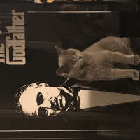 British Shorthair, Kedi  Gofret fotoğrafı