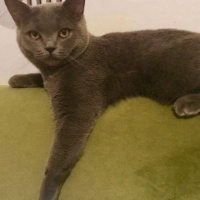 British Shorthair, Kedi  Gofret fotoğrafı