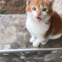 Sarman, Kedi  Tarçın fotoğrafı