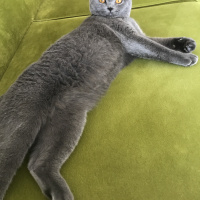 British Shorthair, Kedi  Gofret fotoğrafı