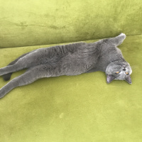 British Shorthair, Kedi  Gofret fotoğrafı