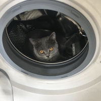 British Shorthair, Kedi  Gofret fotoğrafı