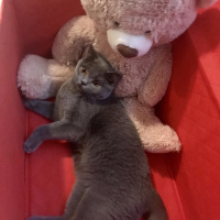 British Shorthair, Kedi  Gofret fotoğrafı
