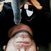 British Shorthair, Kedi  Gofret fotoğrafı