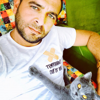 British Shorthair, Kedi  Gofret fotoğrafı