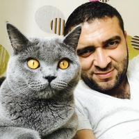 British Shorthair, Kedi  Gofret fotoğrafı