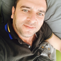 British Shorthair, Kedi  Gofret fotoğrafı