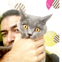 British Shorthair, Kedi  Gofret fotoğrafı