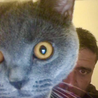 British Shorthair, Kedi  Gofret fotoğrafı