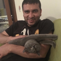 British Shorthair, Kedi  Gofret fotoğrafı