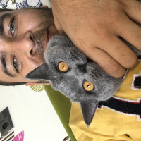 British Shorthair, Kedi  Gofret fotoğrafı