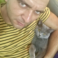 British Shorthair, Kedi  Gofret fotoğrafı